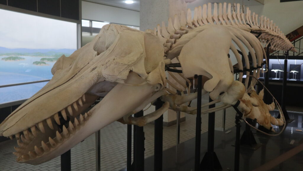 クジラの博物館の標本